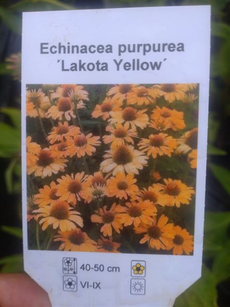 třapatka nachová 