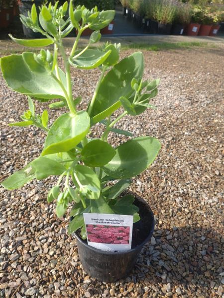 Rozchodník nachový 