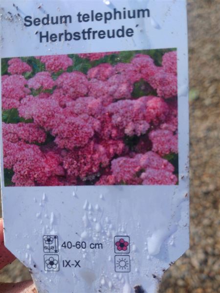 Rozchodník nachový 