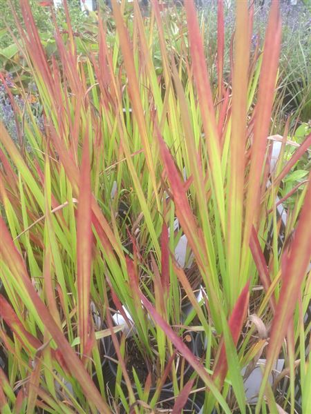 Imperáta válcovitá 