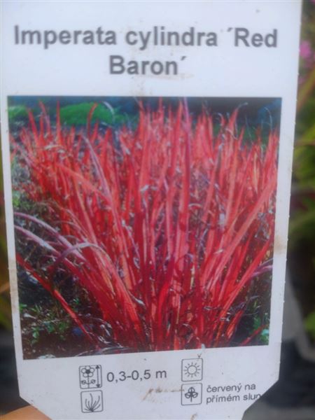 Imperáta válcovitá 