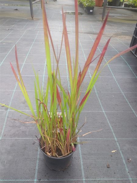 Imperáta válcovitá 