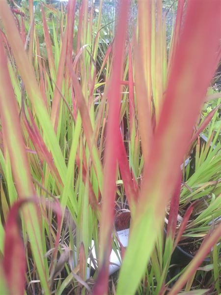 Imperáta válcovitá 