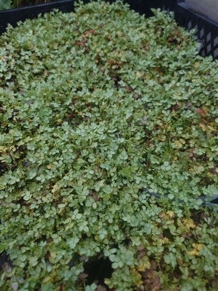 plazilka Buchananova