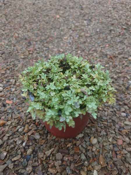 plazilka Buchananova