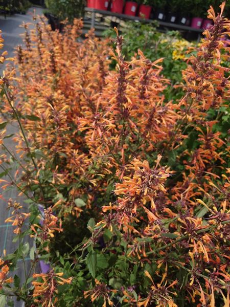agastache 