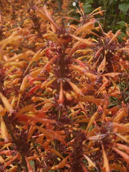 agastache 
