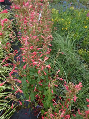agastache 'Kudos Red'