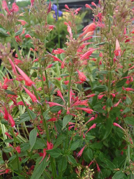 agastache 