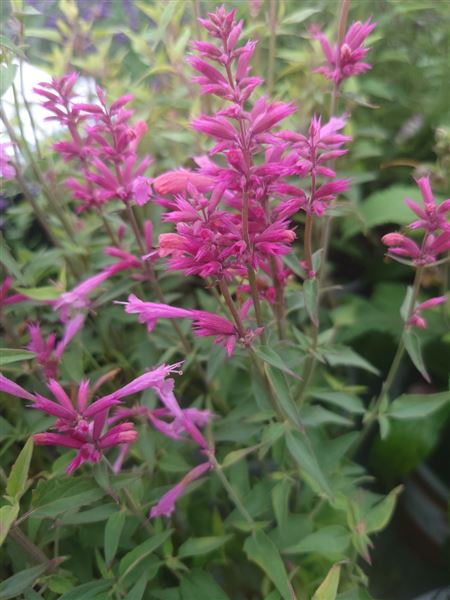 agastache svraskalá 