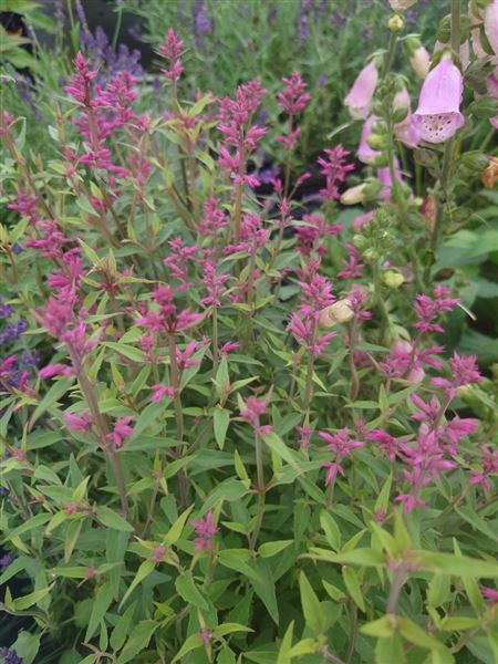 agastache svraskalá 