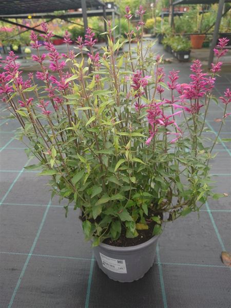 agastache svraskalá 