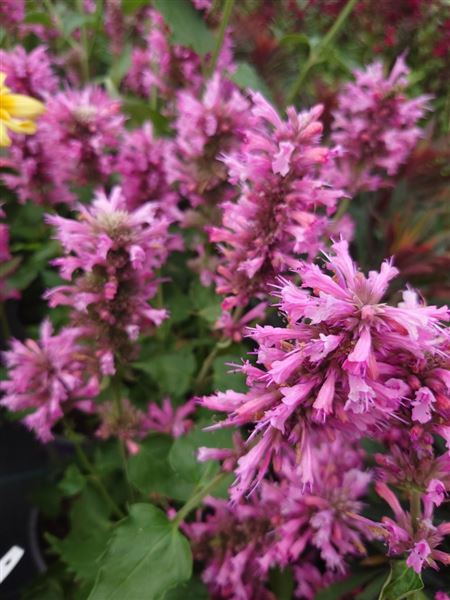 agastache svraskalá 
