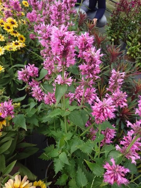 agastache svraskalá 