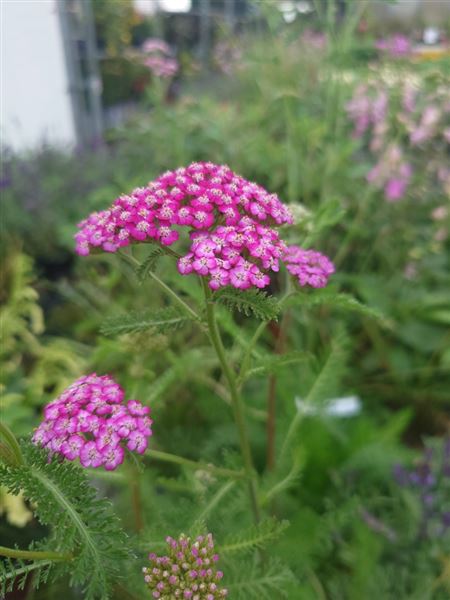 řebříček obecný 