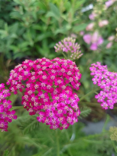 řebříček obecný 