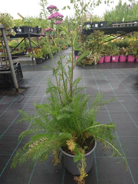 řebříček obecný 