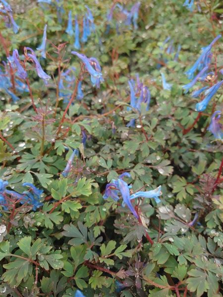 dymnivka křivolaká 