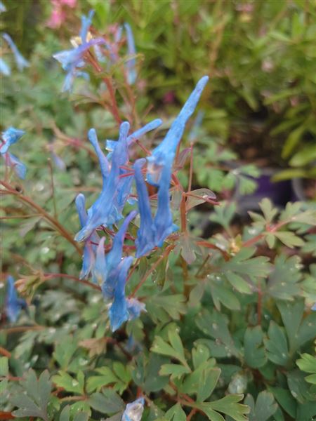 dymnivka křivolaká 