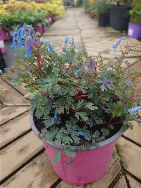 dymnivka křivolaká 