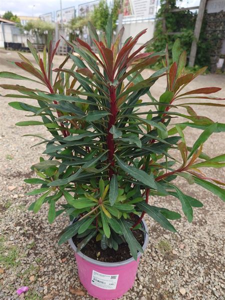 pryšec mandloňovitý 