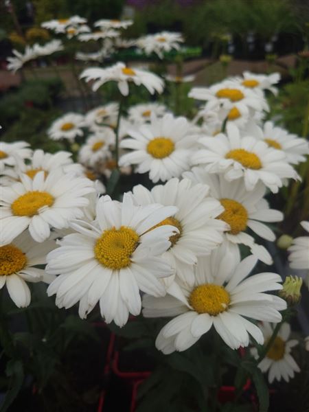 kopretina největší 