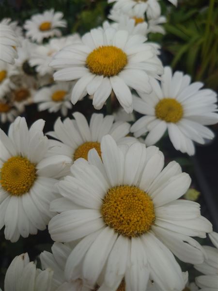 kopretina největší 