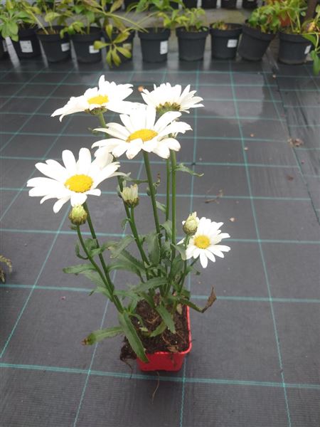 kopretina největší 