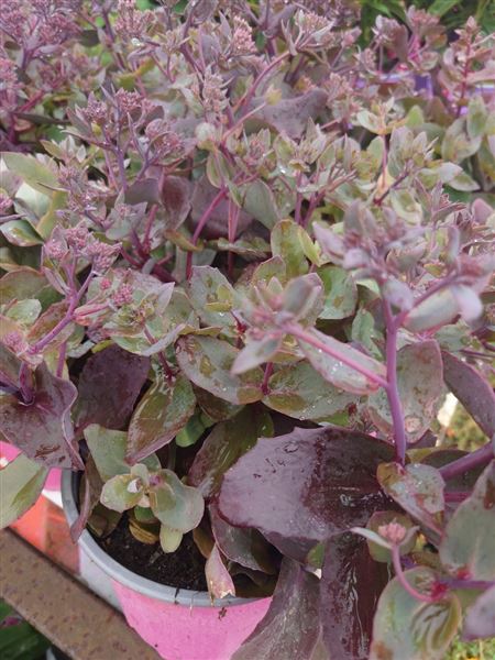 rozchodník nachový 