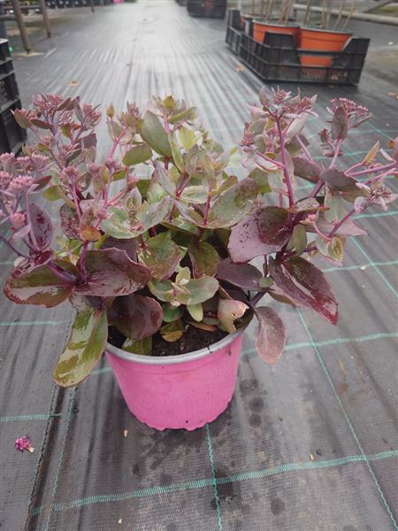 rozchodník nachový 