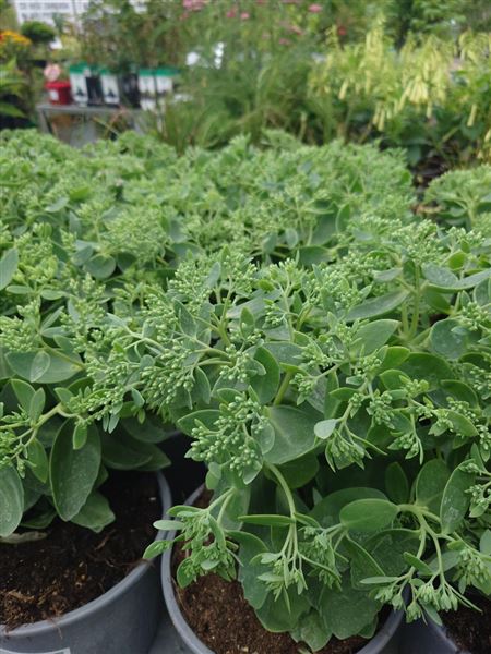 Rozchodník nachový 