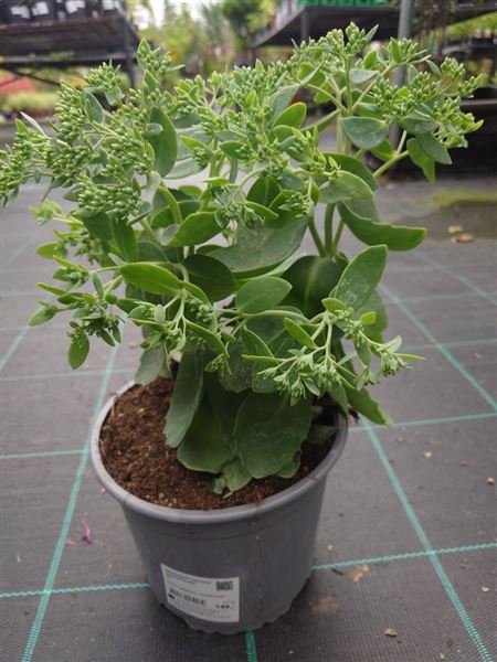 Rozchodník nachový 