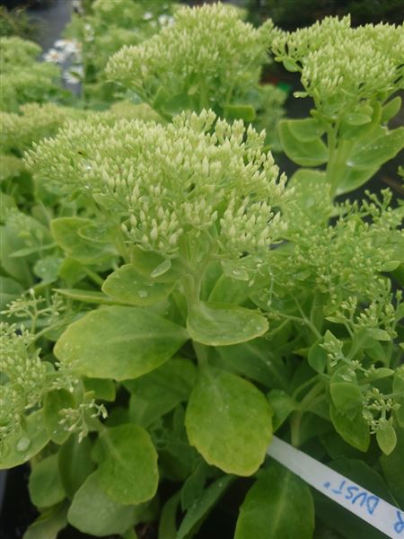 rozchodník nádherný 