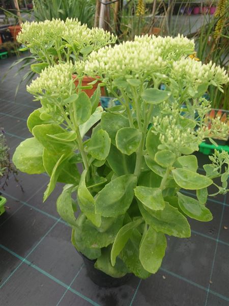 rozchodník nádherný 