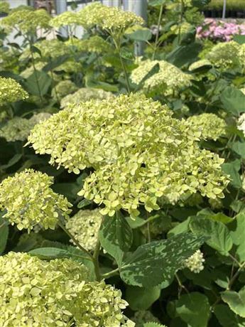 hortenzie stromečkovitá 'Lime Rickey'