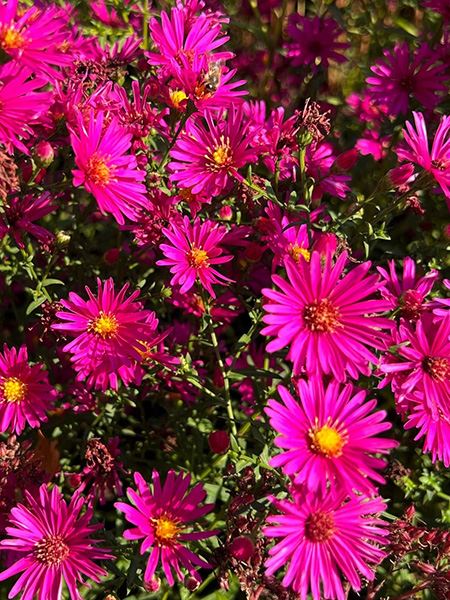 hvězdnice novobelgická 