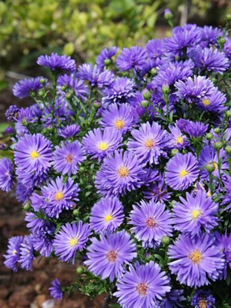 hvězdnice novobelgická 