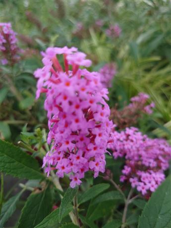 komule Davidova 'Summer Bird Pink'