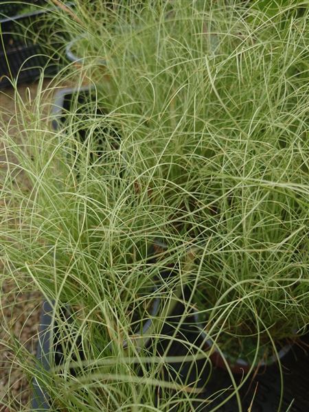 Ostřice chocholatá 