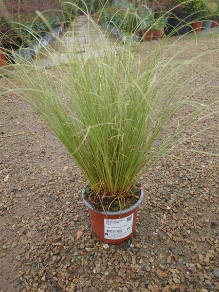 Ostřice chocholatá 