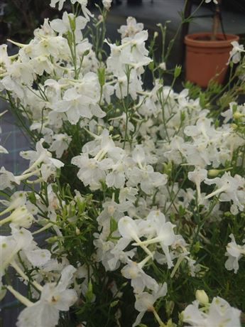 stračka 'Hunky Dory White'