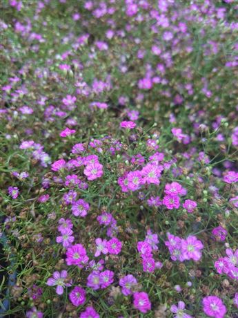 šater zední 'Gypsy Deep Rose'