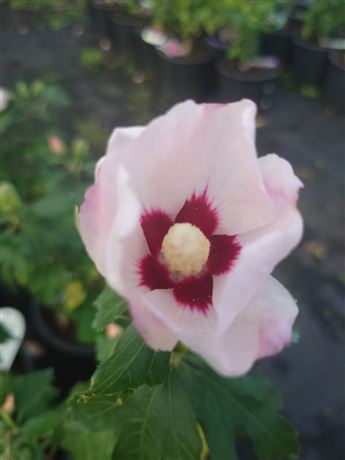 ibišek syrský 'Melrose'