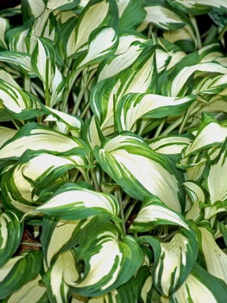 bohyška vlnitolistá 