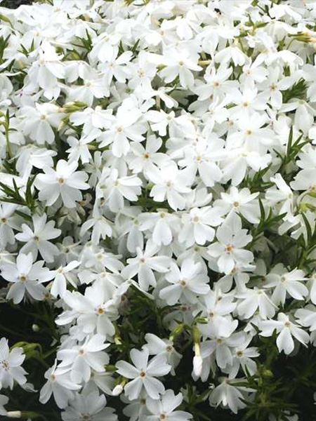 plaménka Douglasova 