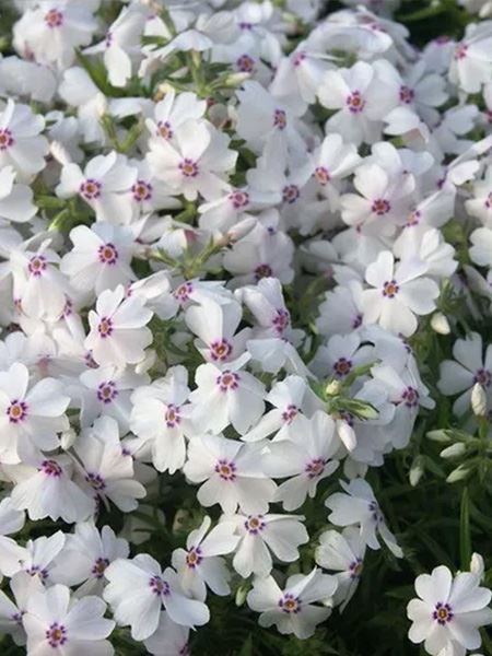 plaménka šídlovitá 