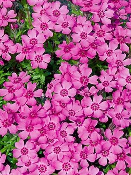 plaménka šídlovitá 