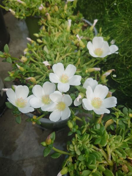 šrucha stínomilná 