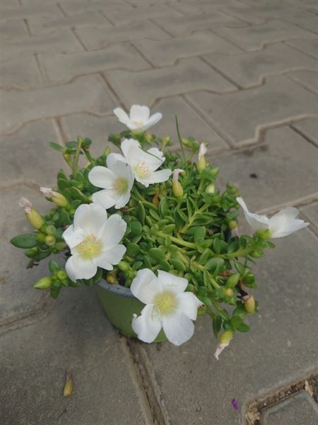 šrucha stínomilná 