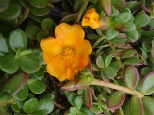 šrucha stínomilná 